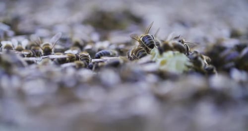 Bees on Honeycomb in a Natural Setting