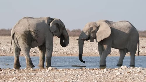 Couple d'éléphants d'Afrique (Loxodonta africana) dans une rivière, réserve naturelle d'Afrique. Prise de vue statique