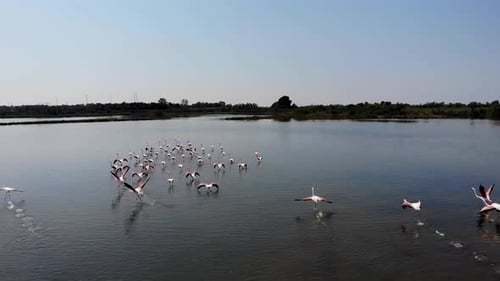 Un groupe de flamants roses décollant dans la nature à Grado, en Italie.