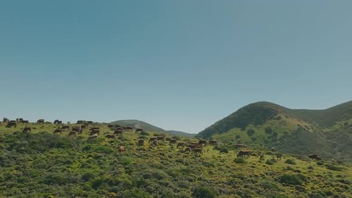 Grazing cows on pasture in the green field on a sunny day