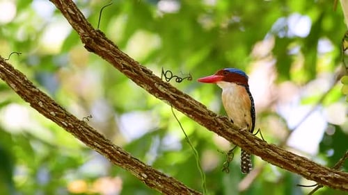 Ein Baum, Eisvogel und einer der schönsten Vögel Thailands in tropischen Regenwäldern