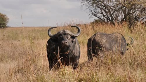 Cape buffaloes in wild