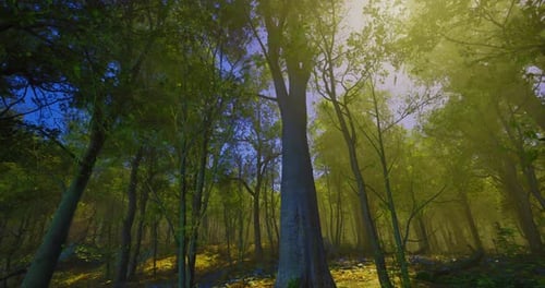 Lush Forest with Sunlight Filtering Through Trees in Early Morning Hours