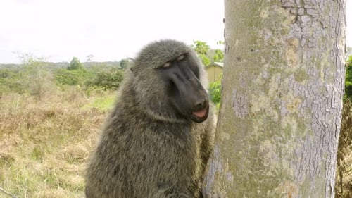 Baboon Leaning Against Tree in Savanna