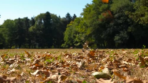 Autumn Leaves Falling in Sunny Green Park