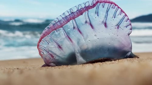 Une méduse dangereuse sur la plage L'homme de guerre portugais Physalia Physalis ou Bluebottle localisé