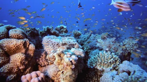 Underwater Reef Coral Tropical Scorpion-Fish
