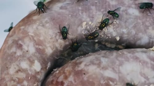 Mouches infestant les saucisses pourries