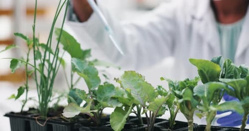 Researcher drops liquid on plant in lab