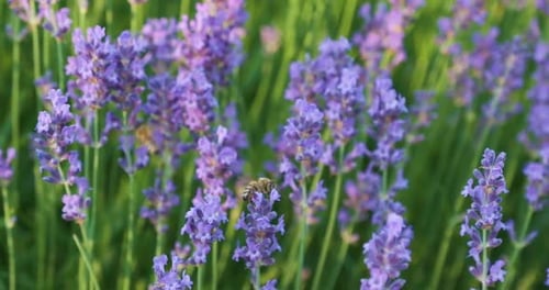 Close Up Lens Flare Summer Sunshine Illuminating Bees Flying Around Lavender Shrub