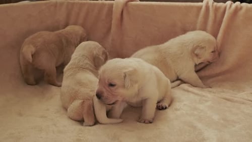 Young Yellow Labrador Puppies
