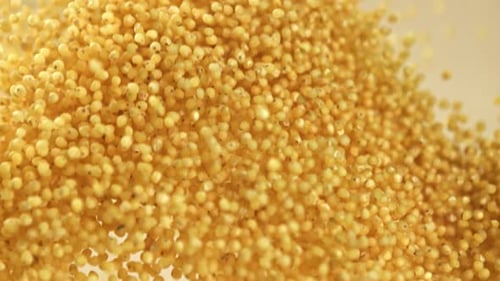 Golden Millet Grains Filling the Screen in Slow Motion