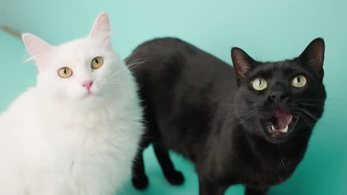 Two Cats Posing on Turquoise Background