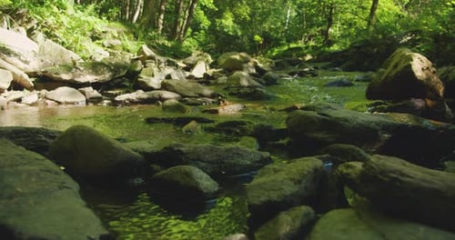 Forest Stream with Vibrant Mossy Rocks Surrounded By Greenery and Softly Flowing Water