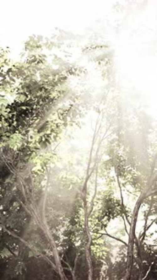 Sunlight Filters Through Trees in Forest