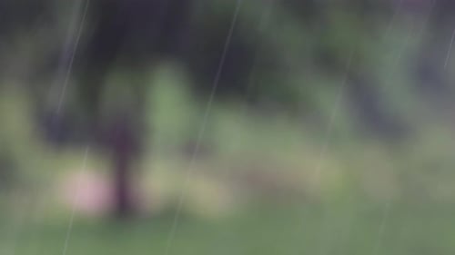Rain comes in the jungle anytime and one must enjoy the most out of it; here is a footage of the rai