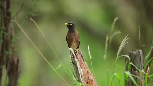 A myna bird perched on a tree stump in a lush green forest