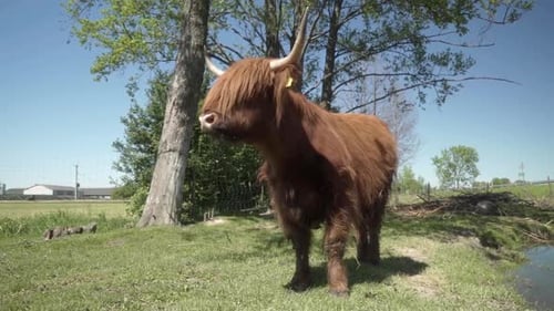 Highland Cow Standing in Grassy Pasture