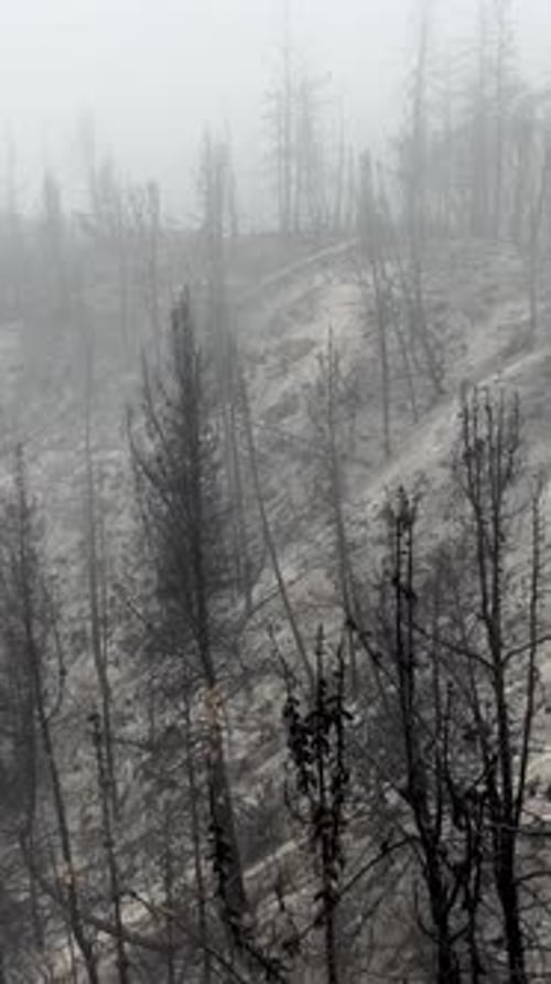 Burnt Hillside with Dark Trees