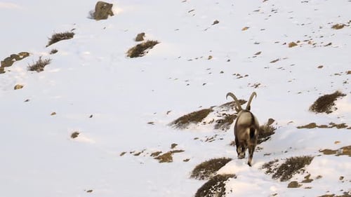 Himalayan Ibex male with long horn walking in a snow covered mountain landscape