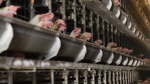 Chickens In The Egg Factory