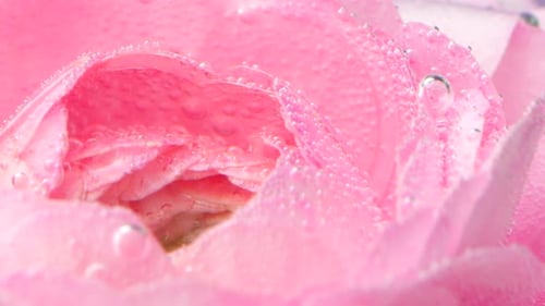 Rose Bud Underwater Covered By Tiny Air Bubbles Macro View
