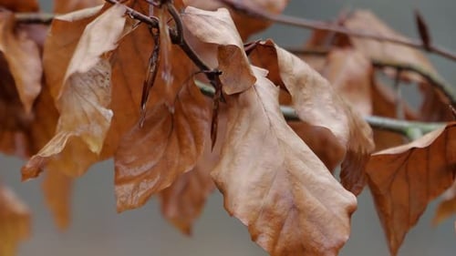 Detail der herbstlichen Blätter eines Baumes, der vom Wind bewegt wird Der Herbst kommt