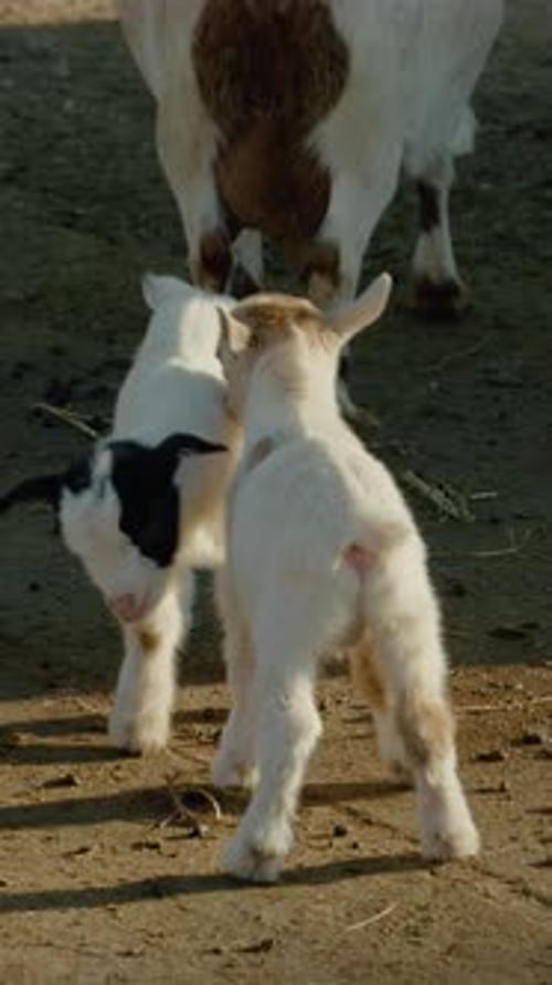 Pantalla vertical Dos adorables cabras bebés que exploran la granja a la luz de la mañana