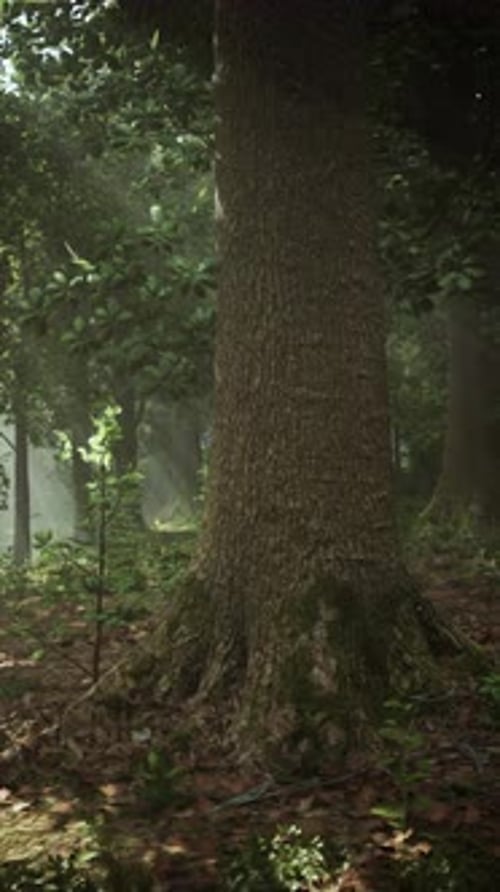 Majestic Forest Scene Showcasing a Tall Tree Bathed in Soft Morning Light