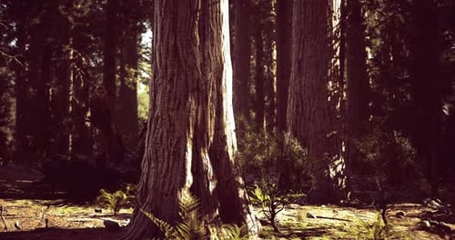 Majestic Towering Trees Stand in a Serene Forest During Daylight Hours