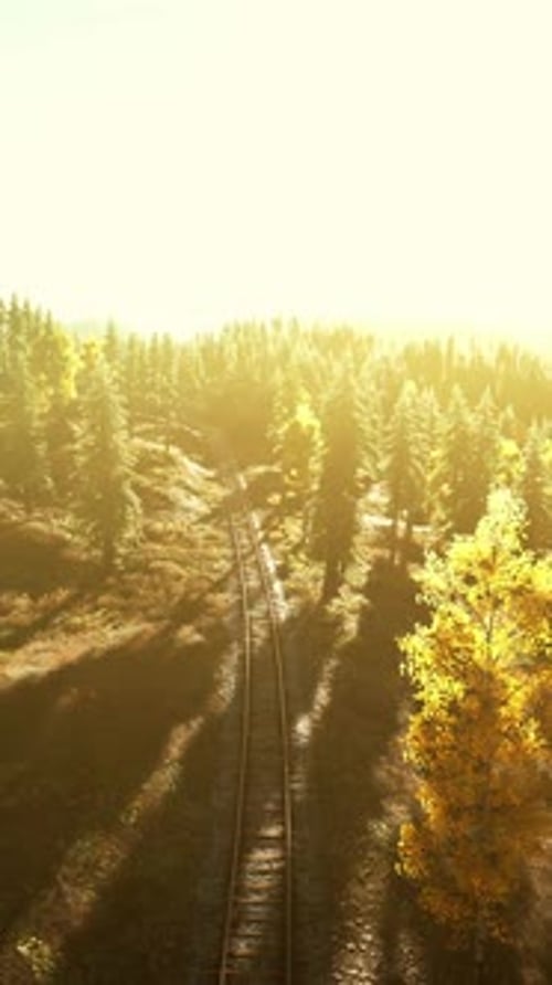 Passing Through a Picturesque Forest at Sunset