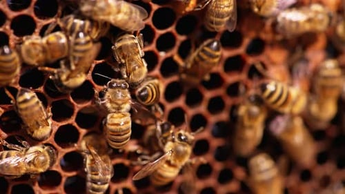 Beautiful honeybees shining in the sun.