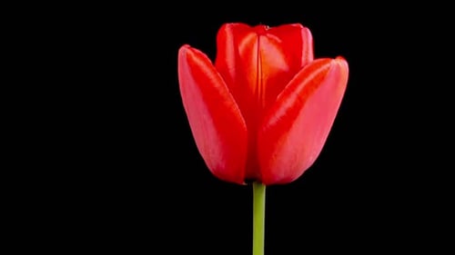 Red Tulip Blooming in Time Lapse, Macro Shot
