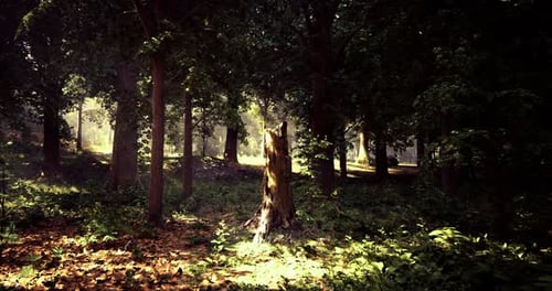 Sunlight Filters Through Trees in a Serene Forest Setting During Early Morning