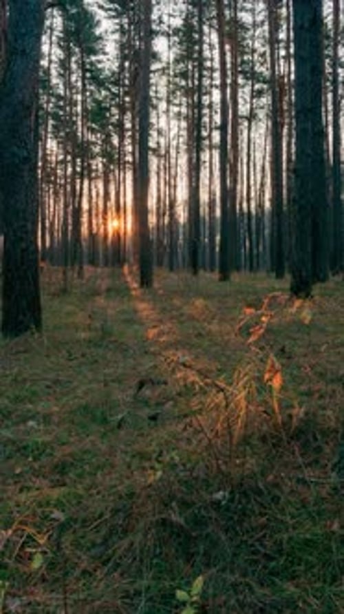 Timelapse de la forêt : magnifique lever de soleil