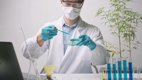 A scientist is checking and analyzing a cannabis sativa experiment