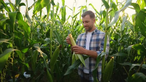 Farmer Inspecting and Smelling Corn Cob in Field