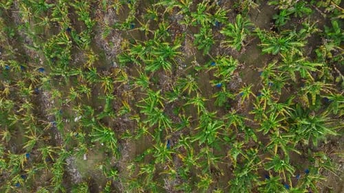 Aerial Video of Banana Farms in Wide Agricultural Zone