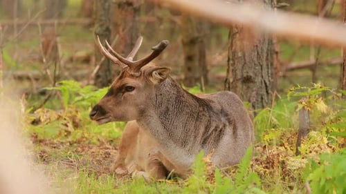 Fallow Deer Or Dama Dama Grazes In Autumn Forest