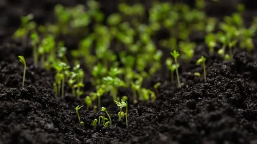 Plants Germinating and Growing in Time Lapse