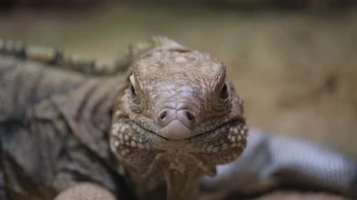 Green Iguana Scaled Reptile with Snout Terrestrial Animal Claw