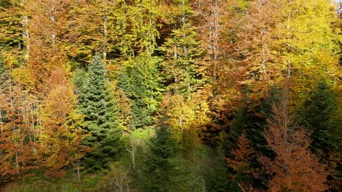 Colorful Autumn Leaves