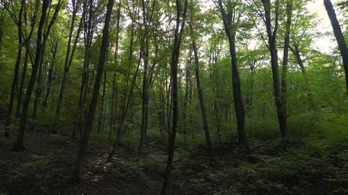 Bosque en otoño 52