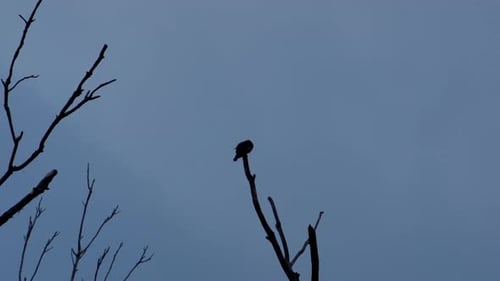 Silhouette of small bird perched on a leafless branch. 10 sec/ 60fps. Medium distance. Clip 5
