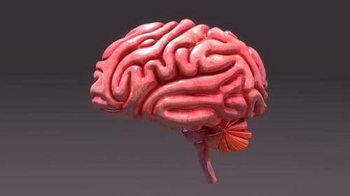 3D Animated Human Brain Anatomical Rotation