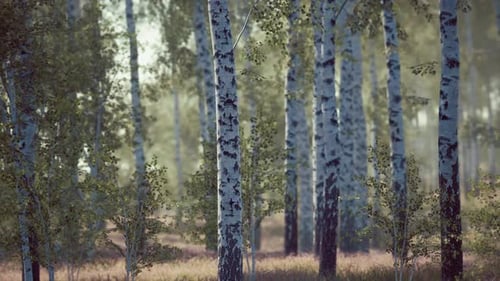 Birch Forest in Sunlight in the Morning