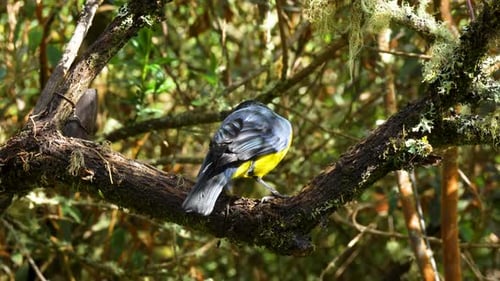 Small Yellow and Grey Bird Perched on Mossy Forest Branch