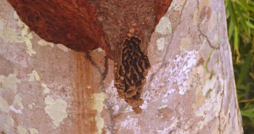 Insect Nest Attached to a Tree