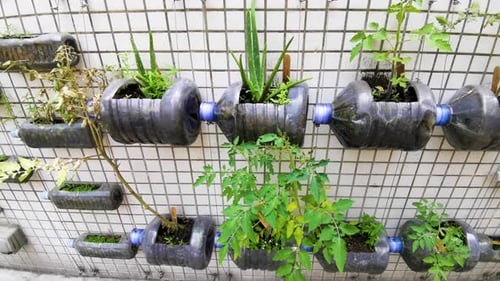 Esquina de plantación verde del campus, crea botellas de plástico, planta, pared.