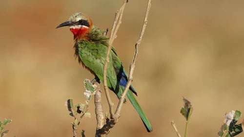 White Fronted Bee Eater Perched On A Branch